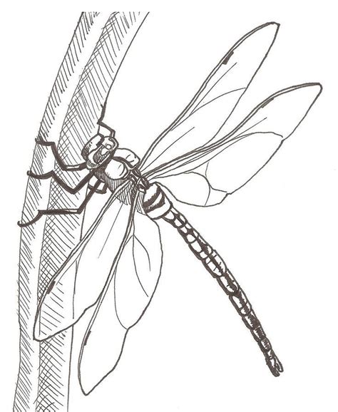simple drawing dragonfly