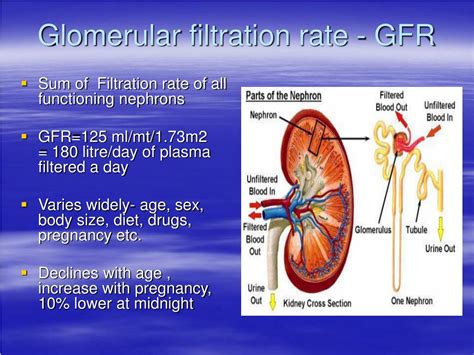 Image result for Net Filtration Rate Kidneys