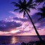 Image result for Purple Sunset Beach Background