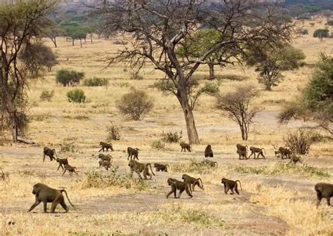 Image result for Baboon Behavior