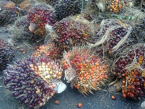 Malaysia Agriculture 的图像结果