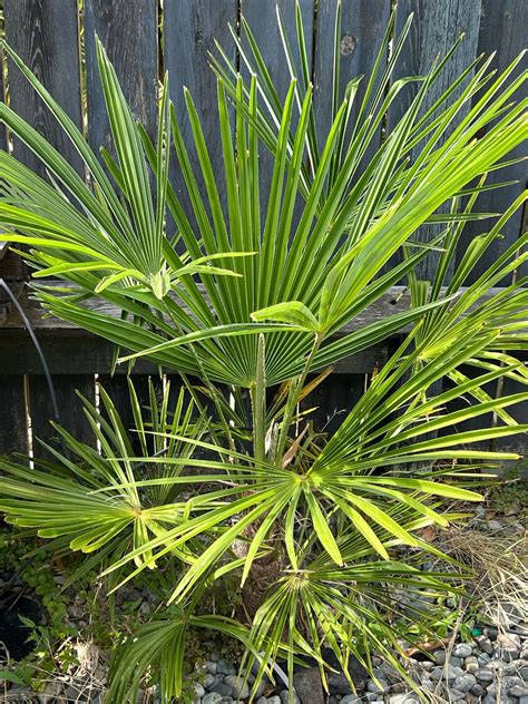 Trachycarpus “Nainital” × “Bulgaria” Palm | Cold Hardy Palm Tree Canada