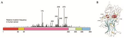 The p53 Pathway in Glioblastoma