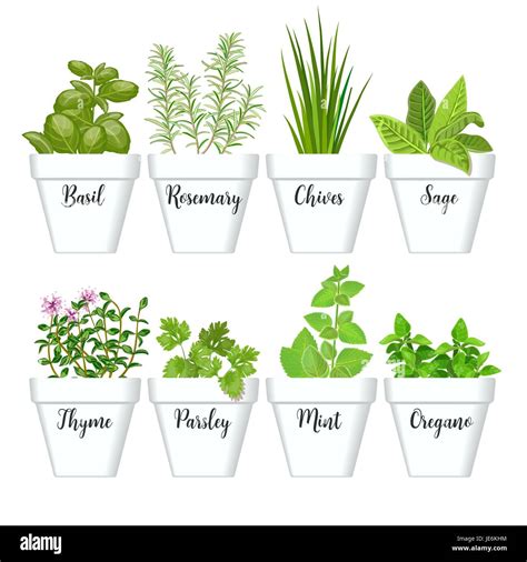 Set of culinary herbs in white pots with labels. Green basil, sage ...