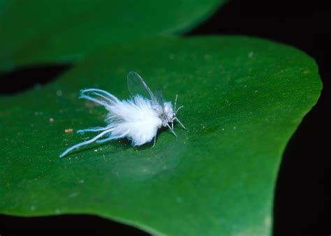 Fuzzy Bugs: A Close Look at 10 Common Fuzzy Insect Species