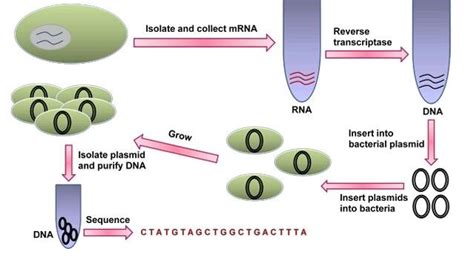 Image result for cDNA Library Applications