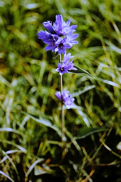 Zvonek klubkatý (Campanula glomerata) - Bobův fotoblog