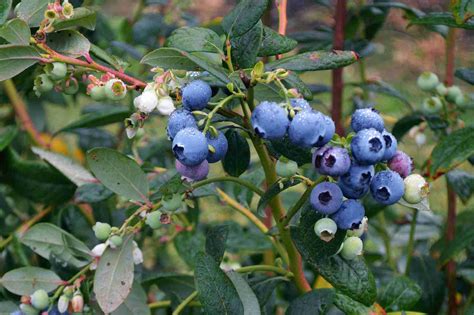 Blueberry Bush Grow at Crystal Riggins blog