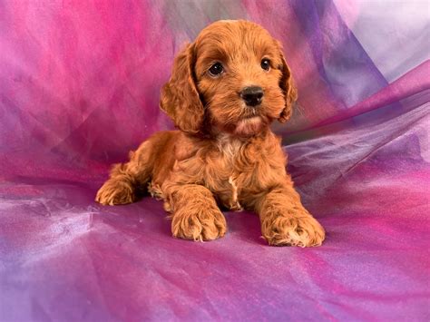 Image result for Red Cockapoo