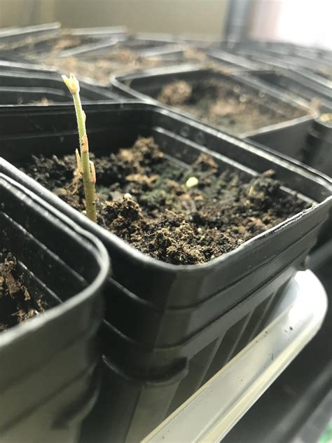 Image result for Dunstan Chestnut Tree Problems