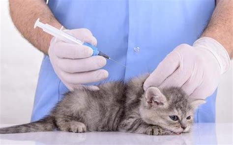 猫抓伤狂犬病几乎为0，这3种情况确实不用打疫苗(十日观察法) — 神奇养生网