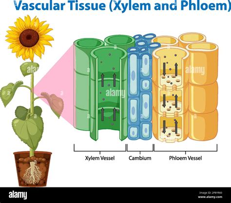 Diagram showing Vascular Tissue (Xylem and Phloem) illustration Stock Vector Image & Art - Alamy