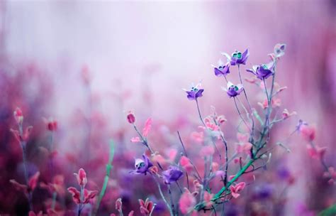 Download Aesthetic Purple Flower On Spring Season Wallpaper ...