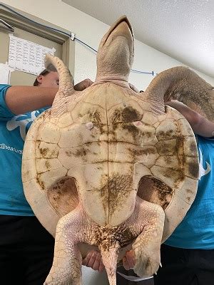 Image result for Turtle Program Star