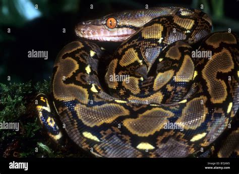 Image result for Reticulated Python Poop