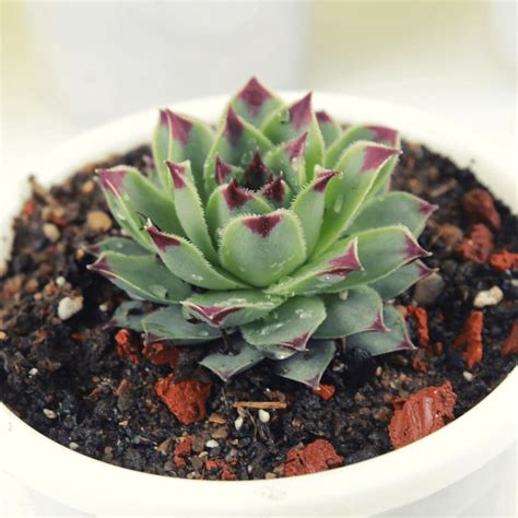 Red Tip Laxmi Kamal Buy Houseleek plant - Nursery Nisarga