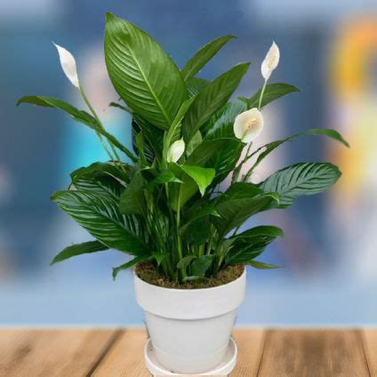 Online Peace Lily Delivery | GoGift