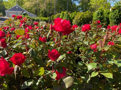 Rosa Knockout Double Red 3G • Cross Creek Nursery and Landscape