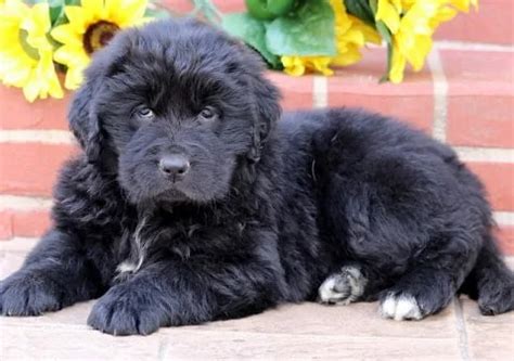 Newfoundland puppy for sale in India | Buy Newfoundland in India | Asia ...