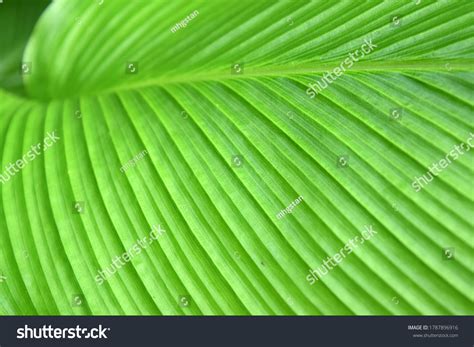 Closeup Leaf Pronounced Parallel Veins Stock Photo 1787896916 ...