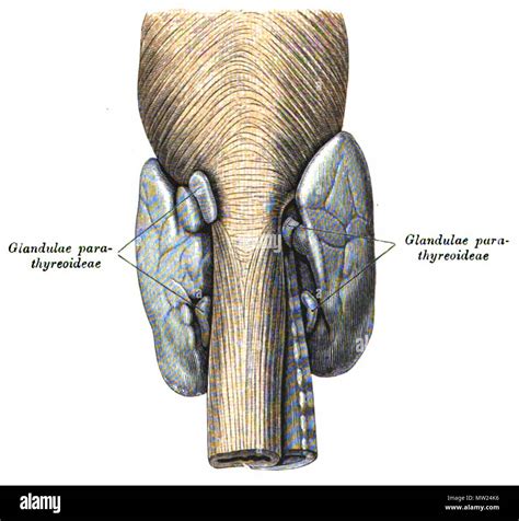 Endocrine system hi-res stock photography and images - Alamy