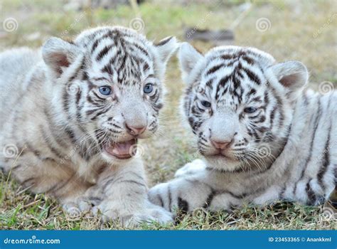 Baby white tiger stock image. Image of dangerous, night - 23453365