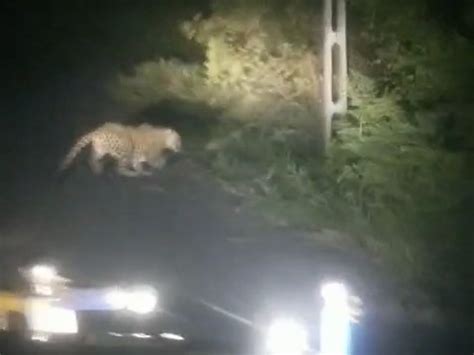 Naswadi Piplaz Leopard Sighted Driver Video Fear