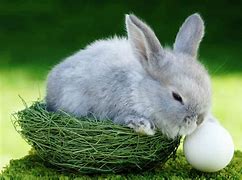 Image result for Easter Bunny Lay Eggs