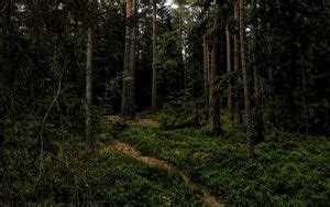 Wallpaper forest, path, trees, bushes, branches hd, picture, image