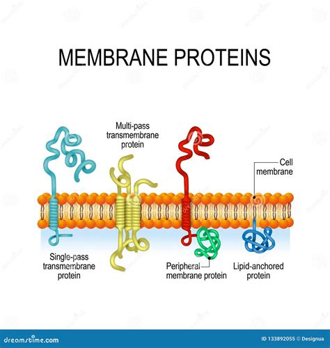 Membrane Proteins. Vector Illustration for Biological, Science and ...