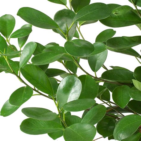 Ficus microcarpa Moclame - Indian Laurel - Indoor Plants - Hortology