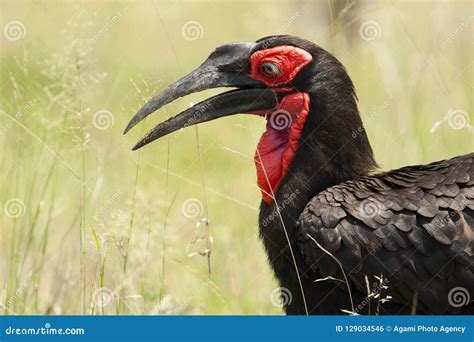 Zuidelijke Hoornraaf, Southern Ground-hornbill, Bucorvus Leadbeateri Stock Photo - Image of ...