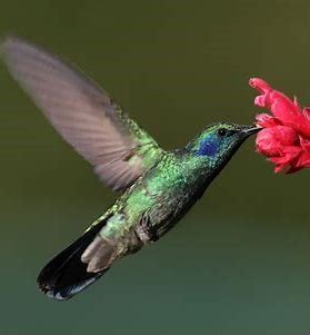Image result for Aztec Hummingbird Warrior