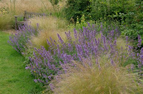 Catmint (Nepeta) Plants: Care and Growing Guide