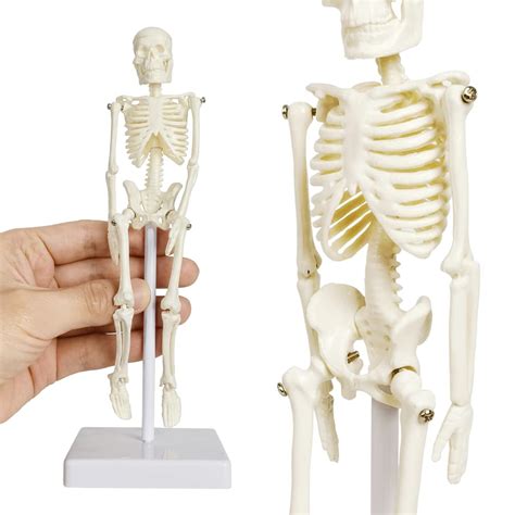Buy NEW HORIZON 21cm Human Skeleton Model Skeleton Human Model Adult ...