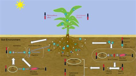 Research Progress on the Effects of Combined Microplastics and Cadmium ...