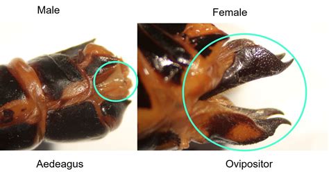 Image result for Insect Sexual Reproduction