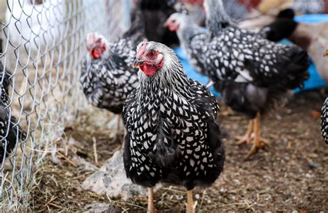 The Best Dual-Purpose Chicken Breeds • The Prairie Homestead