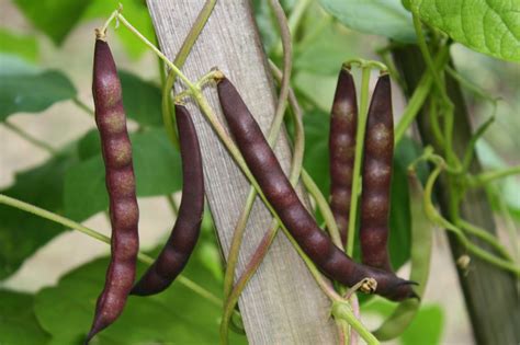 Facts and benefits of Black Bean (Black Turtle Bean) - Health Benefits