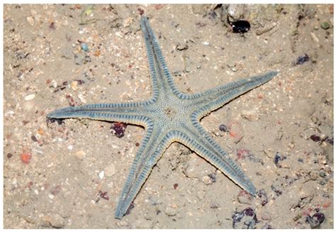 Bright Spots in the Darkness of Cancer: A Review of Starfishes-Derived ...