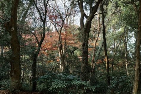 Ebony forest Photos - Download Free High-Quality Pictures | Freepik