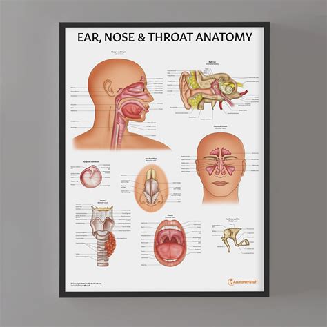 Ear Nose and Throat Chart | ENT Poster | Vocal Cord – AnatomyStuff