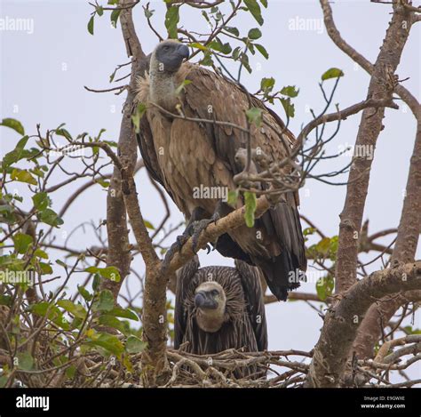 Vulture nest hi-res stock photography and images - Alamy