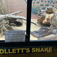 Snakes Downunder Reptile Park (Childers) - All You Need to Know BEFORE ...