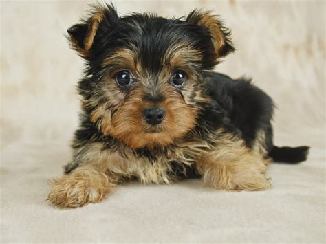 Yorkshire Terrier Puppies For Sale | Maine, ME #377530