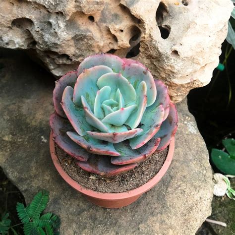 Echeveria Secunda - Gabbar Farms