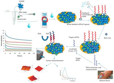 A Novel PCR-Free Ultrasensitive GQD-Based Label-Free Electrochemical ...