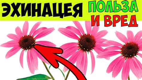 Польза и вред эхинацеи. Целебные свойства и состав эхинацеи.