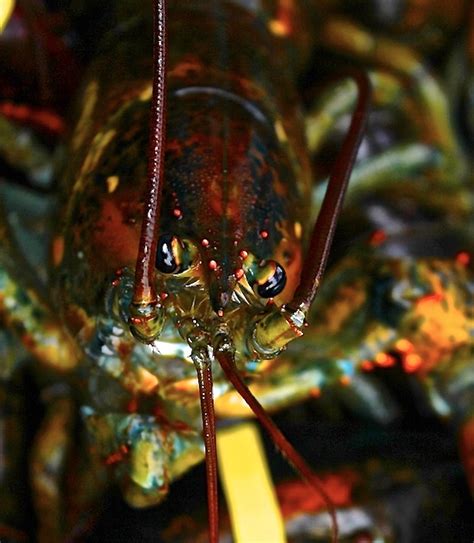 Image result for Shutterbug Live