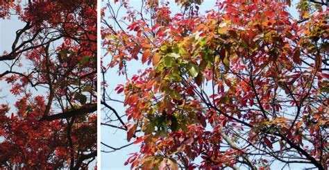 UNIQUE TREES - Outdoor Luxury